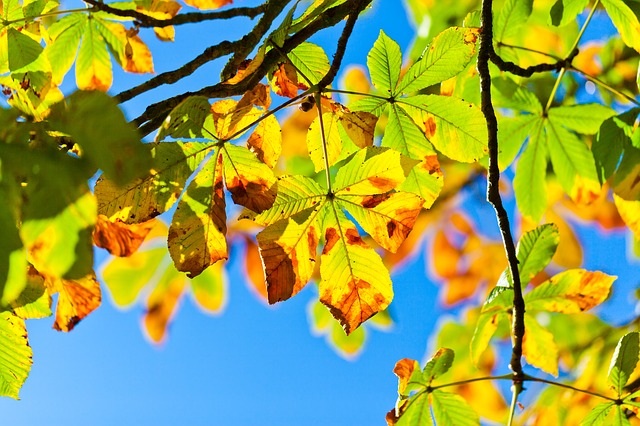 Podzimní volné dny a prodloužené víkendy