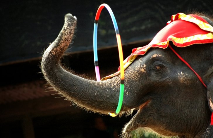 Slon v cirkuse