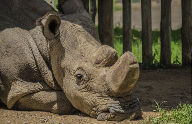 Sudán - poslední samec nosorožce tuponosého severního
