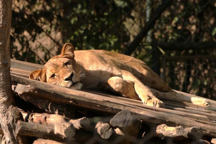Lev konžský v zoo Zlín
